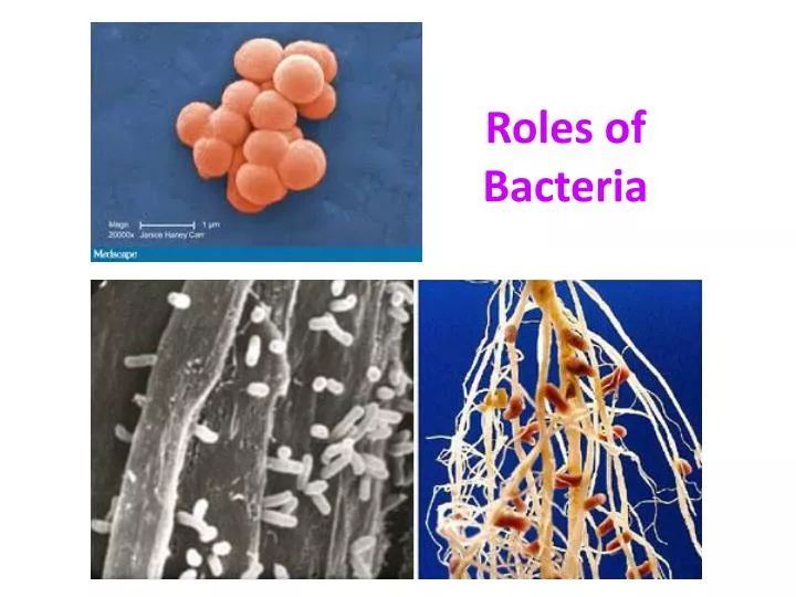 roles of bacteria