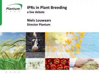 IPRs in Plant Breeding a live debate Niels Louwaars Director Plantum
