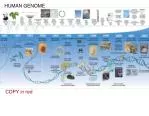 HUMAN GENOME - slide 1