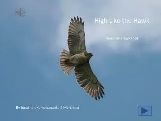 High Like the Hawk