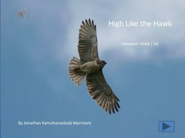 high like the hawk
