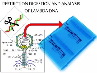RESTRICTION DIGESTION AND ANALYSIS OF LAMBDA DNA