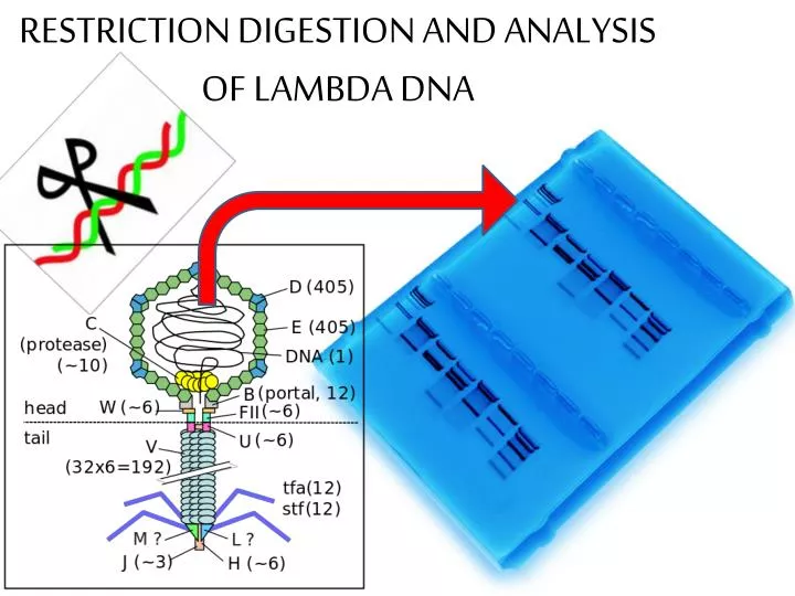 restriction digestion and analysis of lambda dna