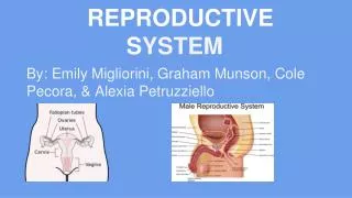 REPRODUCTIVE S YSTEM