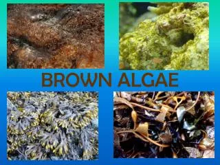 BROWN ALGAE