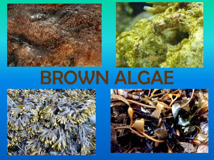brown algae