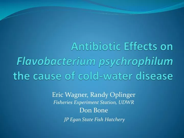 antibiotic effects on flavobacterium psychrophilum the cause of cold water disease