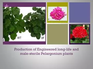 Production of Engineered long-life and male-sterile Pelargonium plants