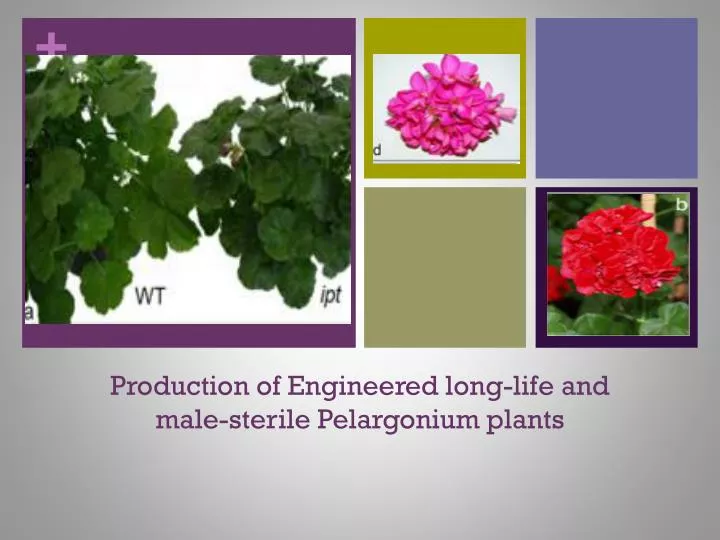 production of engineered long life and male sterile pelargonium plants