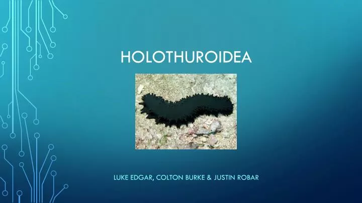 holothuroidea