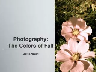 Photography: The Colors of Fall