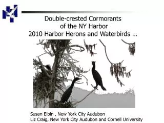 Double-crested Cormorants of the NY Harbor 2010 Harbor Herons and Waterbirds …