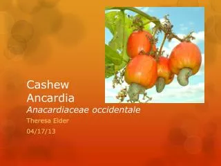 Cashew Ancardia Anacardiaceae occidentale
