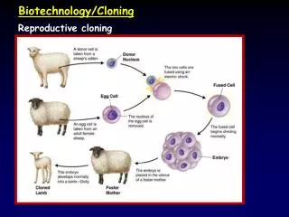 Reproductive cloning