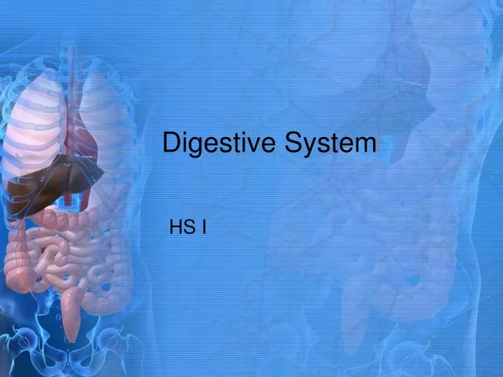 digestive system