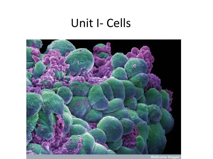 unit i cells