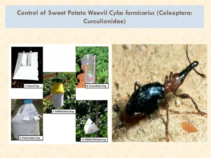 control of sweet potato weevil cylas formicarius coleoptera curculionidae