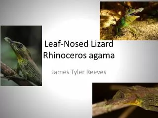 Leaf-Nosed Lizard Rhinoceros agama