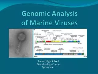 Genomic Analysis of Marine Viruses
