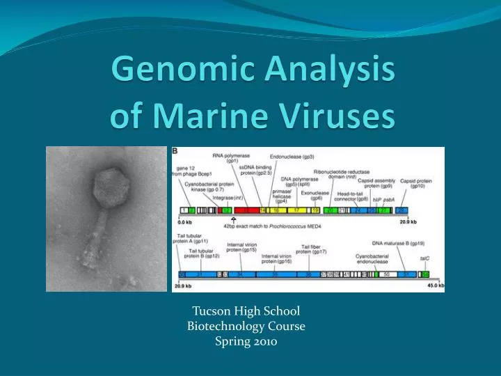 genomic analysis of marine viruses