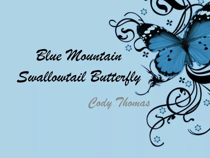 blue mountain swallowtail butterfly