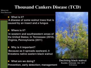 Thousand Cankers Disease (TCD)