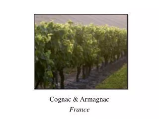 Cognac &amp; Armagnac France