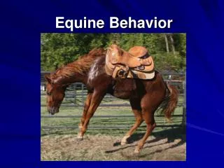 Equine Behavior