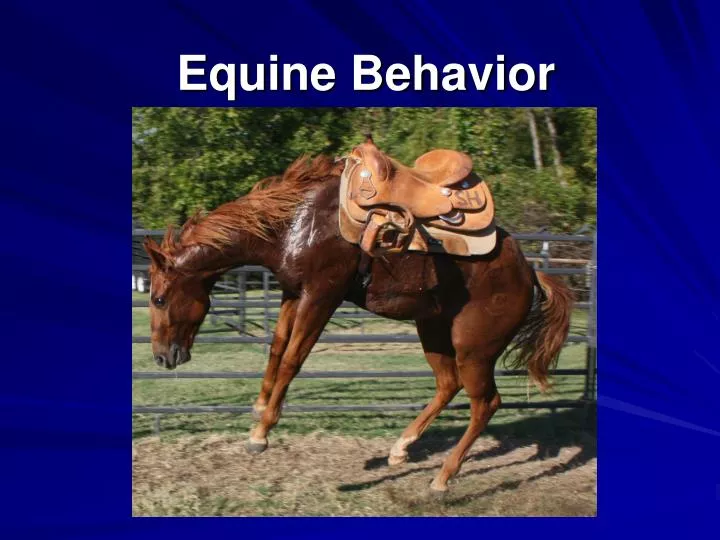 equine behavior