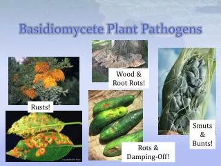 Basidiomycete Plant Pathogens
