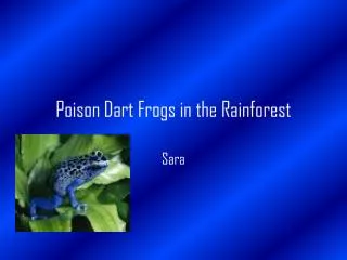Poison Dart Frogs in the Rainforest