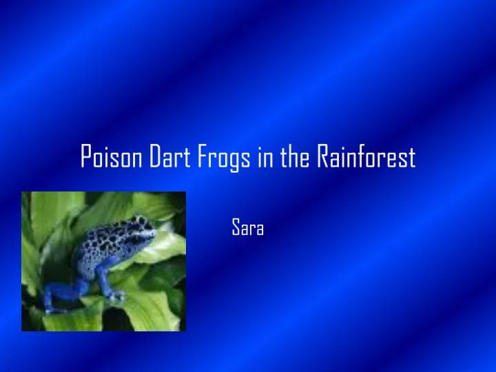 poison dart frogs in the rainforest