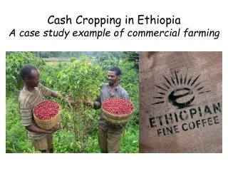 Cash Cropping in Ethiopia A case study example of commercial farming