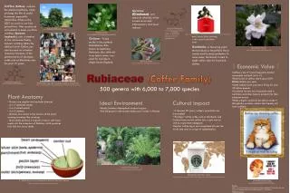 Rubiaceae (Coffee Family)