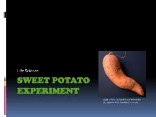 Sweet Potato Experiment