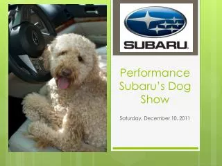 Performance Subaru’s Dog Show
