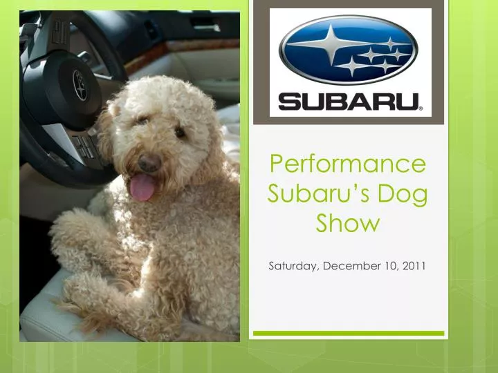 performance subaru s dog show