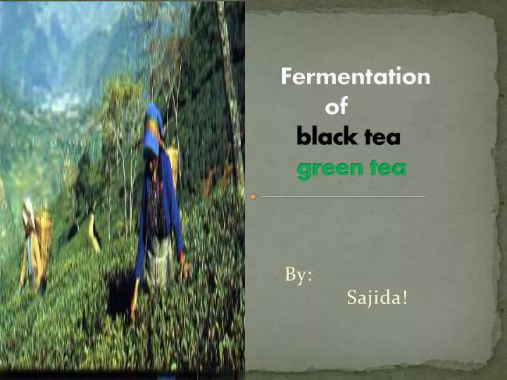 fermentation of black tea green tea