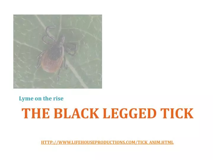 the black legged tick http www lifehouseproductions com tick anim html