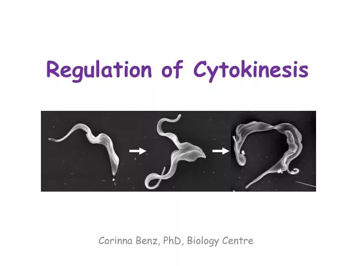 regulation of cytokinesis