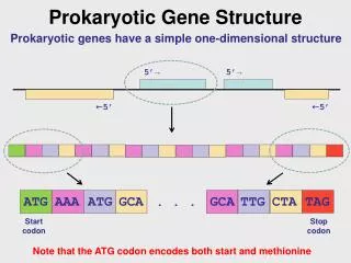 Prokaryotic Gene Structure