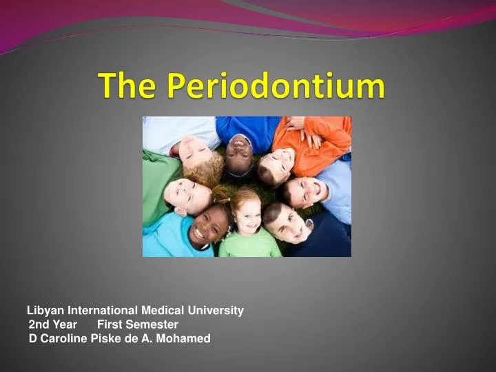 the periodontium