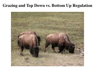 Grazing and Top Down vs. Bottom Up Regulation