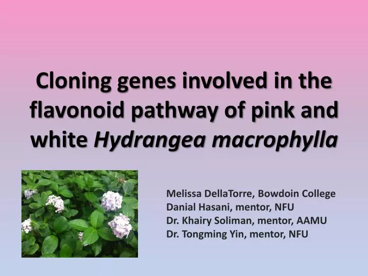 cloning genes involved in the flavonoid pathway of pink and white hydrangea macrophylla