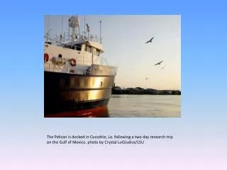 The Pelican is docked in Cocodrie , La. following a two day research trip on the Gulf of Mexico. photo by Crystal LoG