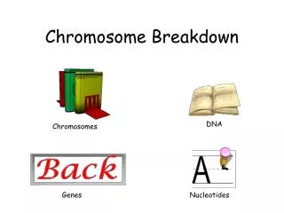 Chromosome Breakdown