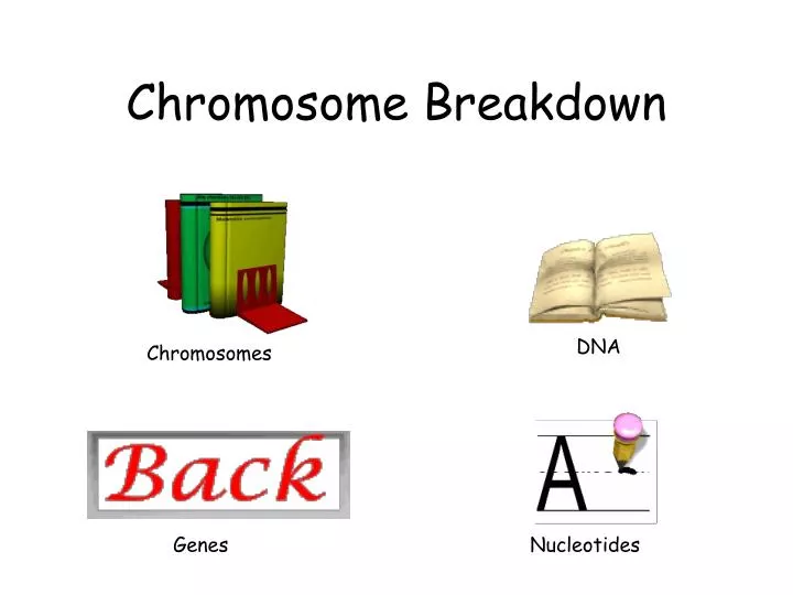 chromosome breakdown