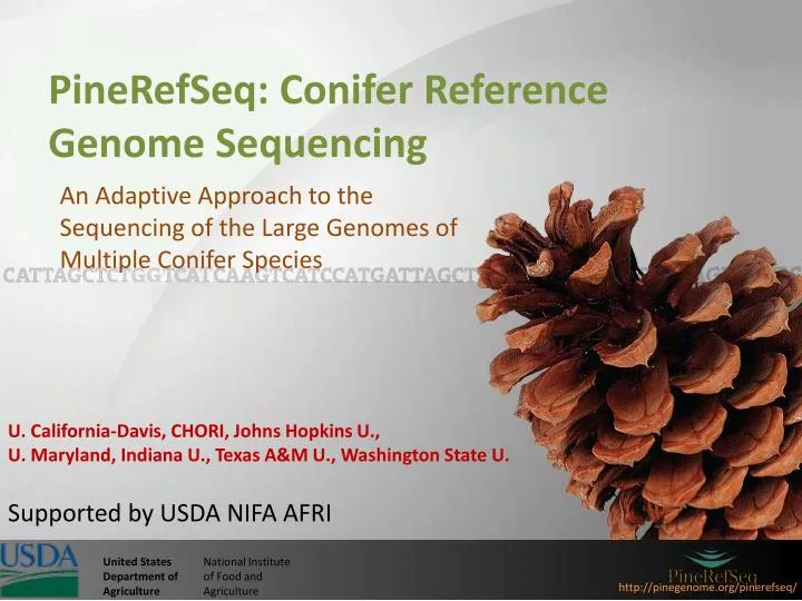 pinerefseq conifer reference genome sequencing