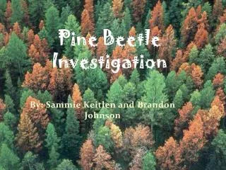 Pine Beetle Investigation