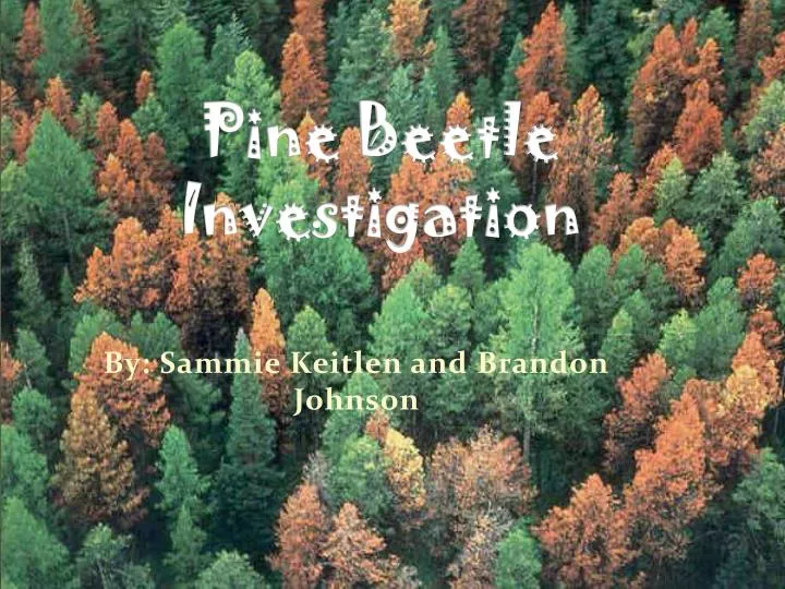 pine beetle investigation